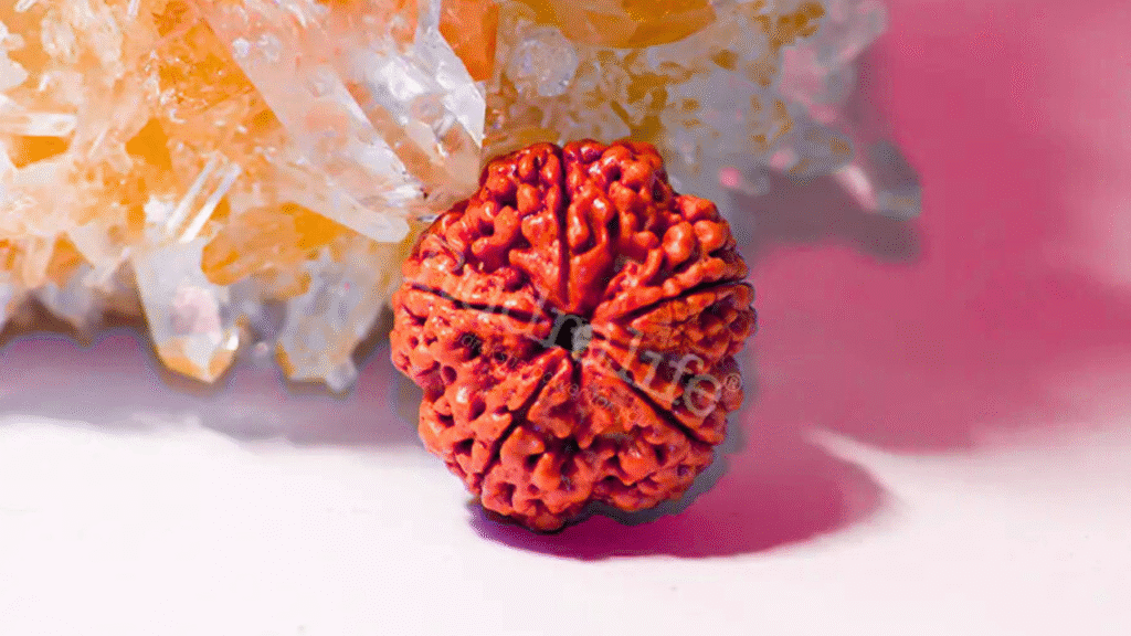  Rudraksha