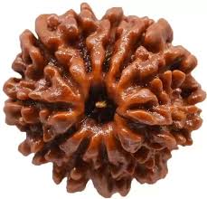 Rudraksha