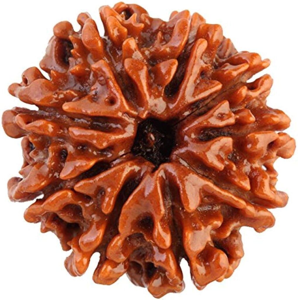 Rudraksha