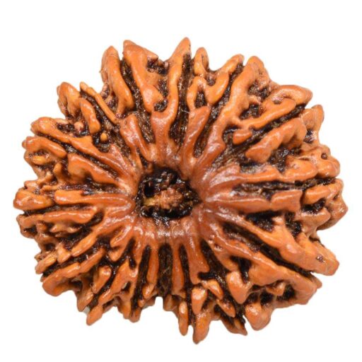 Rudraksha