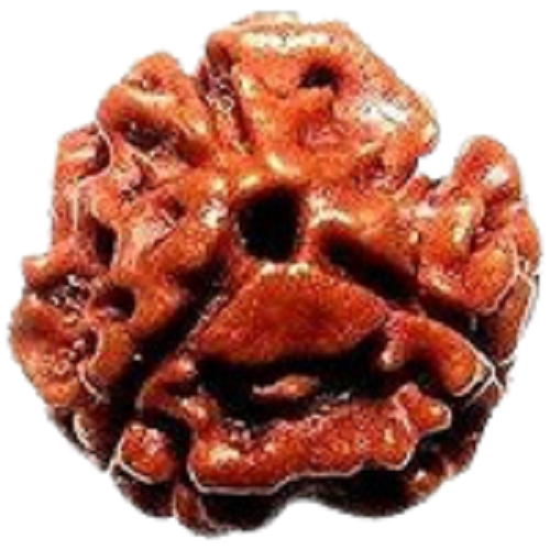 Rudraksha
